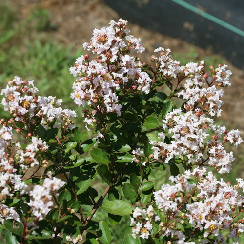 Infinitini® White - Crapemyrtle - Lagerstroemia indica