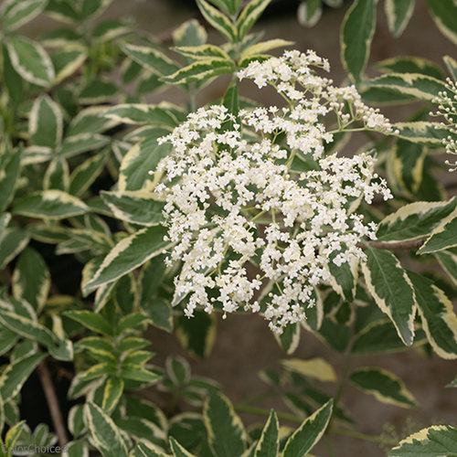 Instant Karma® - Elderberry - Sambucus nigra