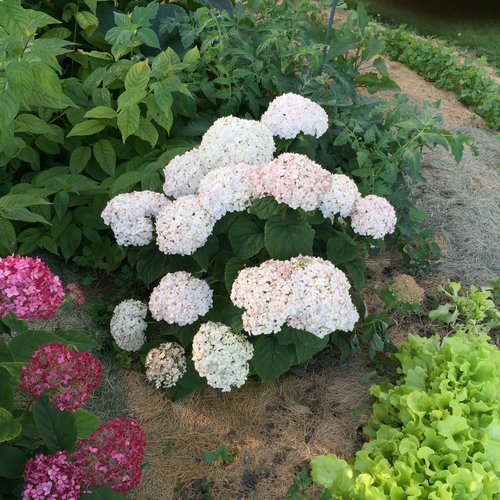 Invincibelle Wee White Smooth Hydrangea Hydrangea Arborescens Proven Winners