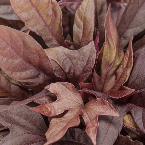 Sweet Caroline Red Hawk™ - Ornamental Sweet Potato Vine - Ipomoea hybrid