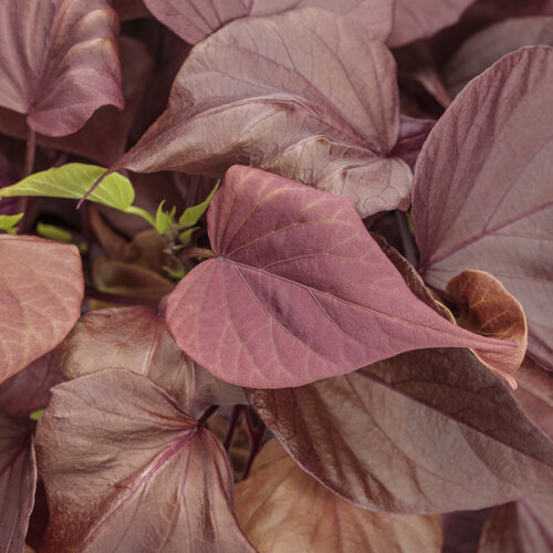 Sweet Caroline Sweetheart Mahogany™ - Ornamental Sweet Potato Vine - Ipomoea hybrid