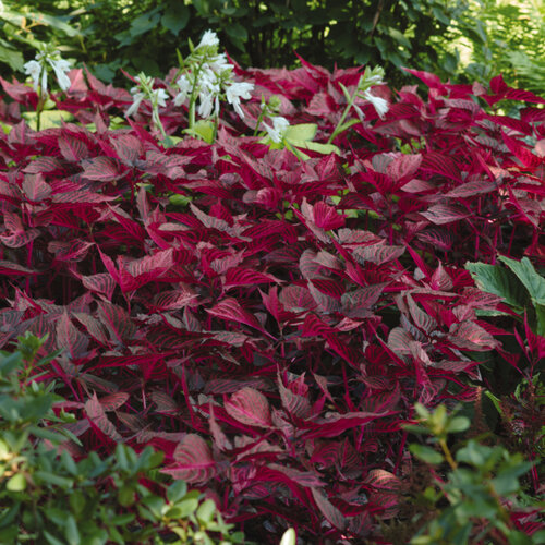 'Blazin’ Rose' - Bloodleaf - Iresine  