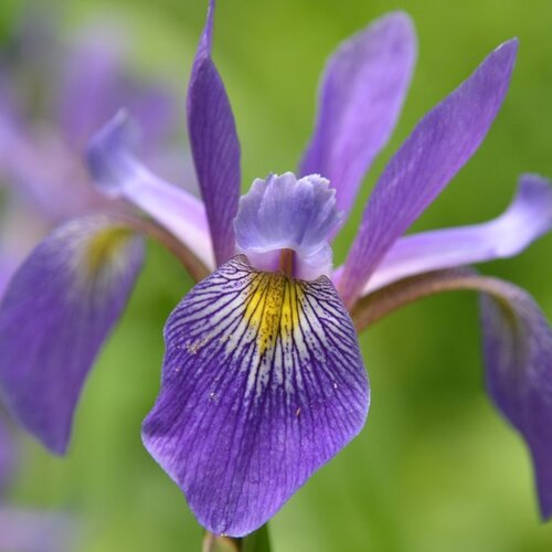 versicolor 'Purple Flame' - Blue Flag Iris - Iris Blue Flag