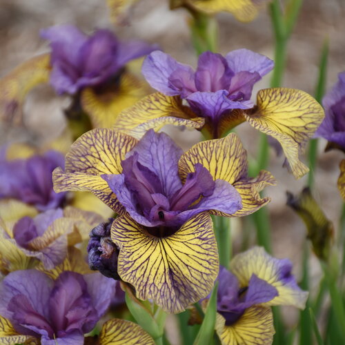 'Purring Tiger' - Siberian Iris - Iris sibirica