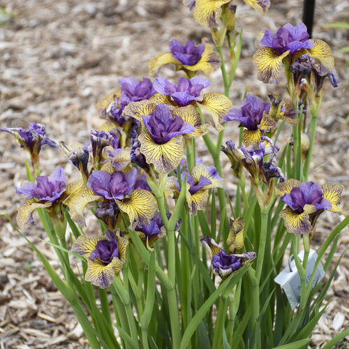 Landscape: 'Purring Tiger' - Siberian Iris