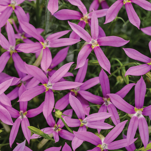 Patti's Pink™ - Star Flower - Isotoma axillaris