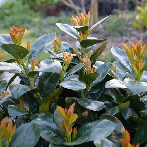 Close-up: Shiny evergreen foliage topped by bronzy orange new growth.