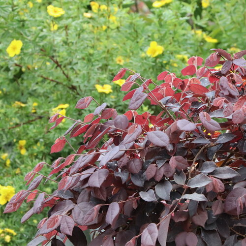 Jazz Hands® Velvet - Chinese fringe-flower - Loropetalum chinense