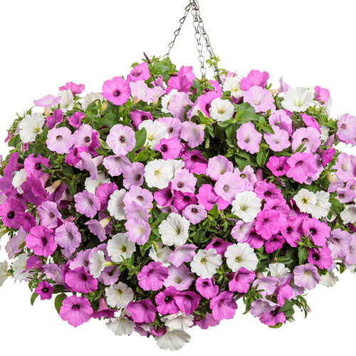 Hanging Basket: Cool Jazz