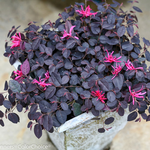 jazz_hands_mini_loropetalum.jpg