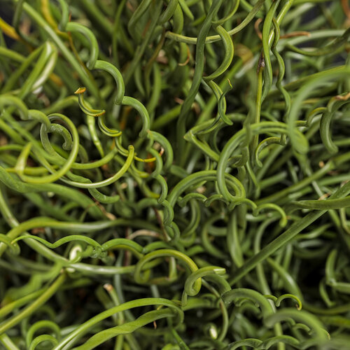 Graceful Grasses® Curly Wurly - Corkscrew Rush - Juncus effusus