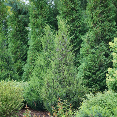 juniperus_gin_fizz_1.jpg