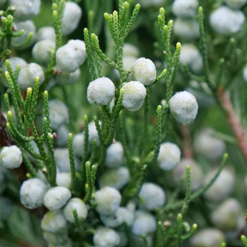 juniperus_gin_fizz_2.jpg