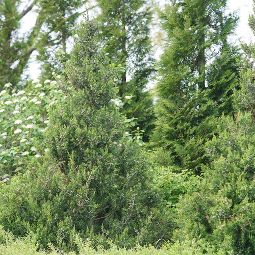juniperus_gin_fizz_6.jpg