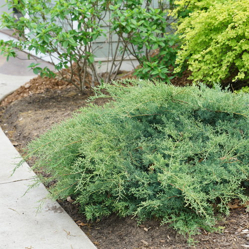 juniperus_montana_moss_3.jpg