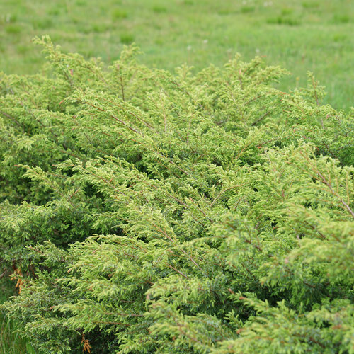 juniperus_tortuga_dsc08370.jpg