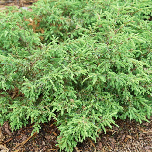 juniper erosion control