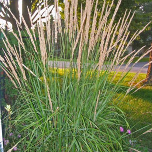 Karl Foerster - Feather Reed Grass - Calamagrostis acutiflora