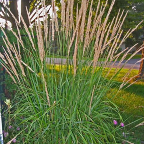 karlfoersterorngrass-landsc.jpg