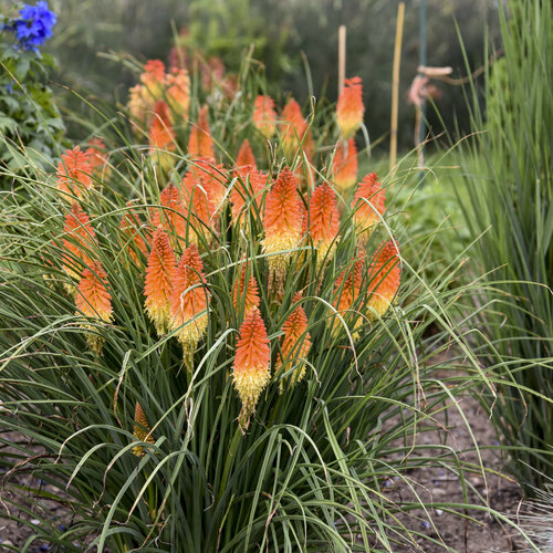 kniphofia_backdraft_apj20_5.jpg