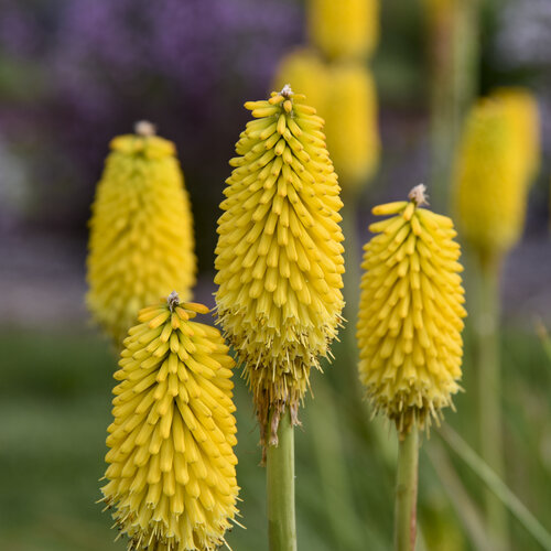 Close-up: Kniphofia Rise &amp; Shine Citrus Sunrise
