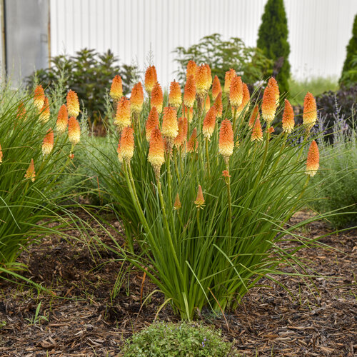 kniphofia_hot_and_cold_apj21.jpg