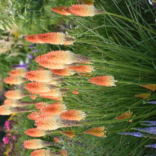 Pyromania® 'Hot and Cold' - Red Hot Poker - Kniphofia hybrid