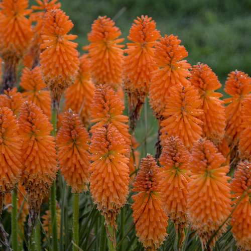 kniphofia_orange_blaze_apj17_1.jpg