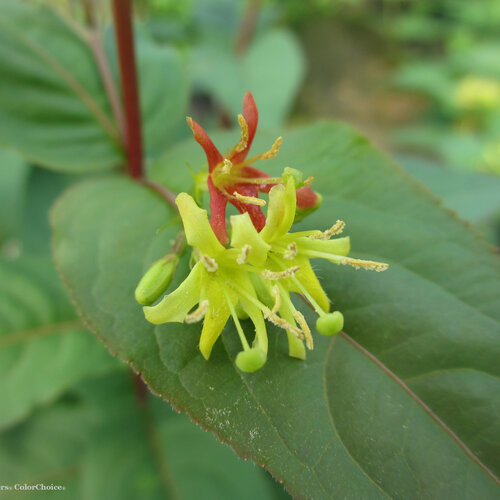 Close-up: Kodiak Red Diervilla Flowers