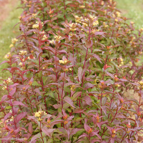 Landscape: Kodiak Red Diervilla