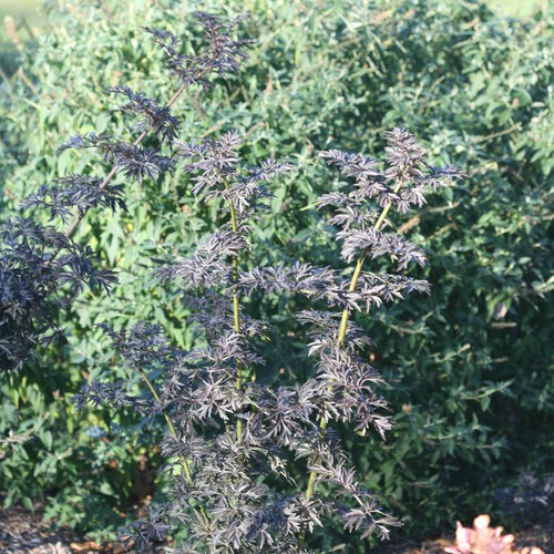 laced_up_elderberry_plant_landscape3.jpg