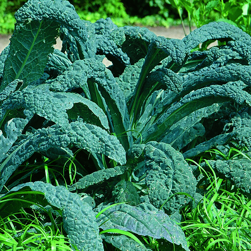 Lacinato Kale - Brassica oleracea