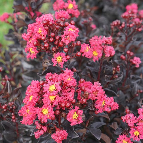 Center Stage® Pink - Crapemyrtle - Lagerstroemia indica