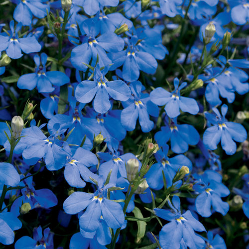 Laguna® Dark Blue - Lobelia erinus