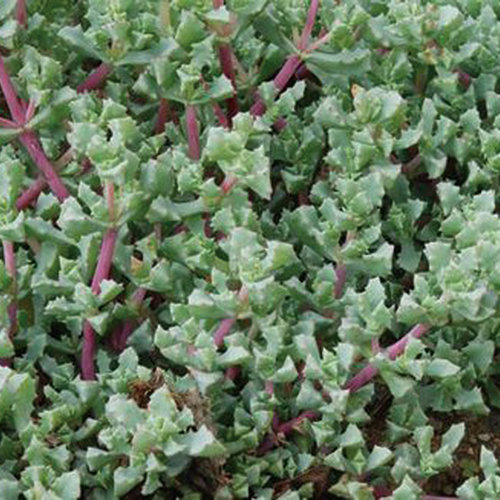 Iceplant - Lampranthus deltoides