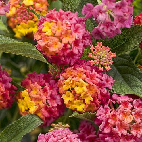 lantana flower