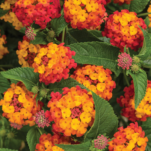 lantana plant