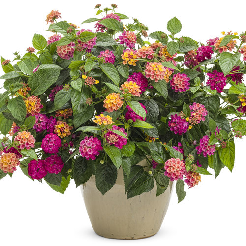 lantana_luscious_royale_cosmo_mono.jpg