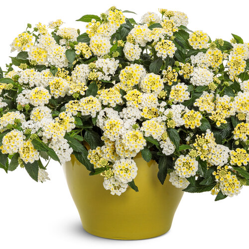 Beauty Shot: Luscious® Vanilla Breeze™ - Lantana