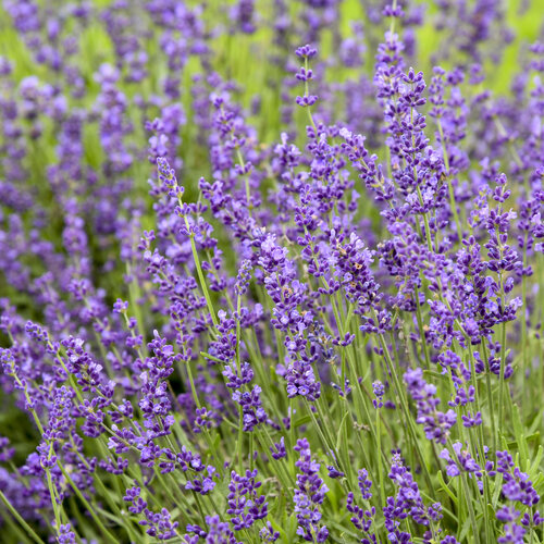 'Imperial Gem' - English Lavender - Lavandula hybrid