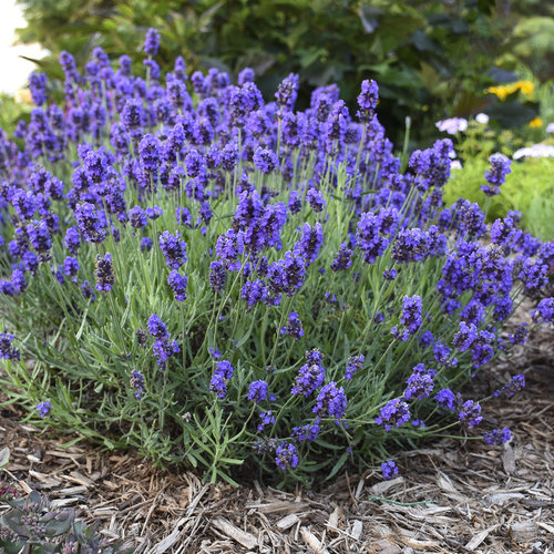 Image of Lavender (Lavandula angustifolia) perennial flower