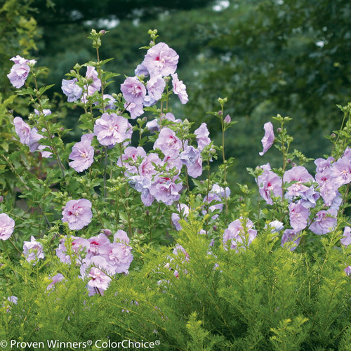 lavender_chiffon_hibiscus-.jpg
