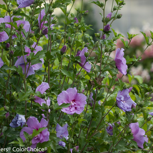 Lavender Chiffon Hibiscus Syriacus Proven Winners