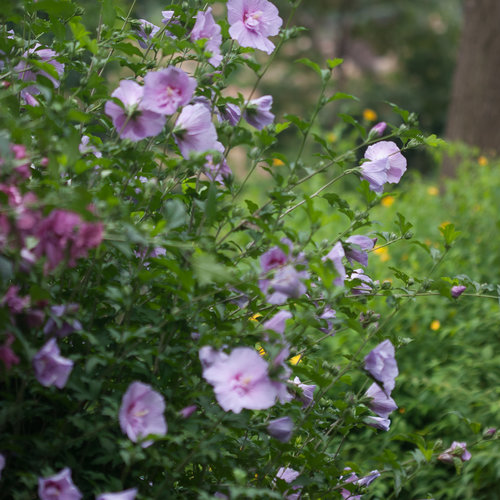 lavender_chiffon_hibiscus-9429.jpg
