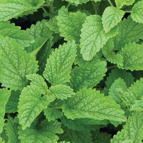 Lemon-ade Balm - Lemon balm - Melissa officinalis