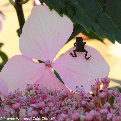 lets_dance_diva_hydrangea-8.jpg