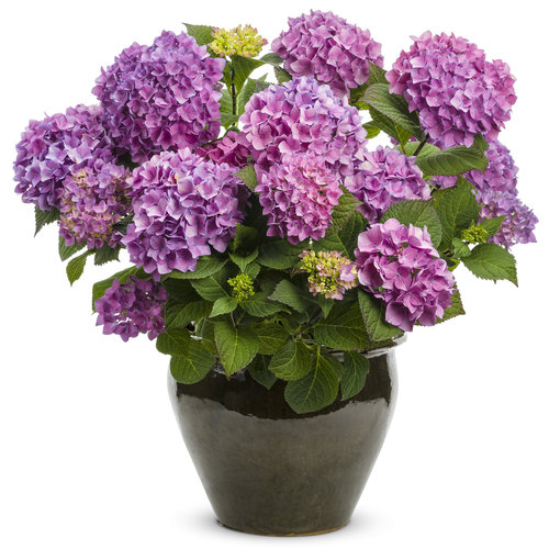 Quart Live Shrub 4.5 in Lets Dance Rave Reblooming Hydrangea Macrophylla Purple or Pink Flowers 