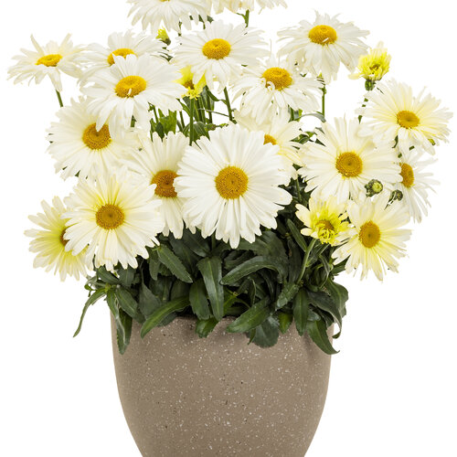 leucanthemum_amazing_daisies_banana_cream_ii_mono.jpg