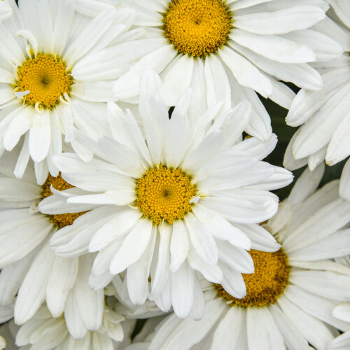 Close-up: Leucanthemum Amazing Daisies Dream Big Shasta Daisy