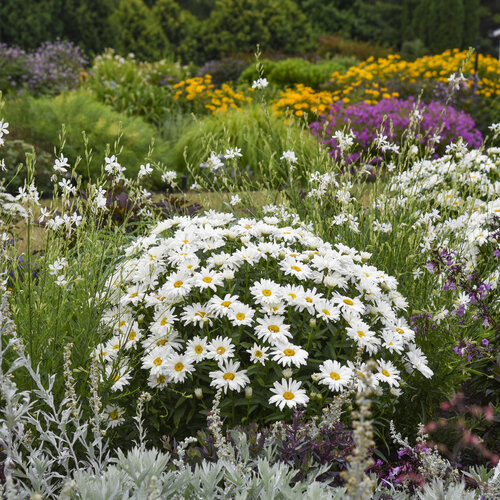 Landscape: Leucanthemum Amazing Daisies Dream Big Shasta Daisy